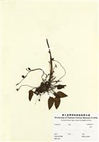 藏品(臺灣鬼督郵)的圖片